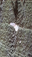 Dysimia pseudomaculata