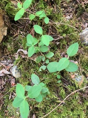 Lonicera hispidula