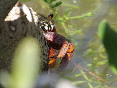 Goniopsis pulchra