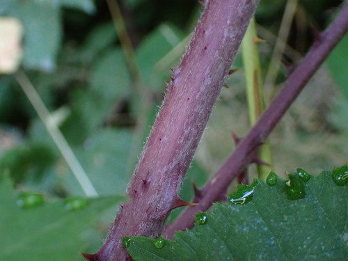 Image of Rubus vestitus by no rights reserved