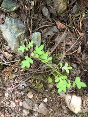 Nemophila parviflora