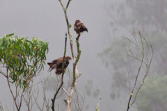 Buteo buteo rothschildi