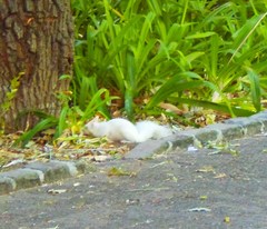 Sciurus carolinensis
