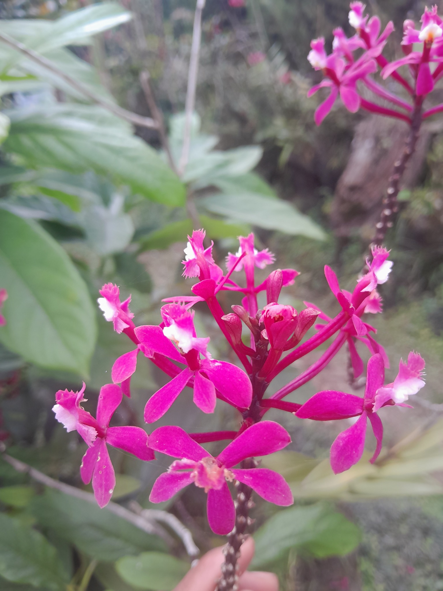 Epidendrum flabellilobatum Hágsater & Medina Tr. 3