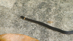 Diadophis punctatus punctatus