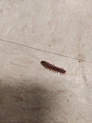 Pseudopolydesmus canadensis