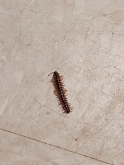 Pseudopolydesmus canadensis