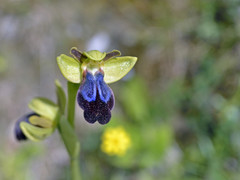 Ophrys fusca iricolor