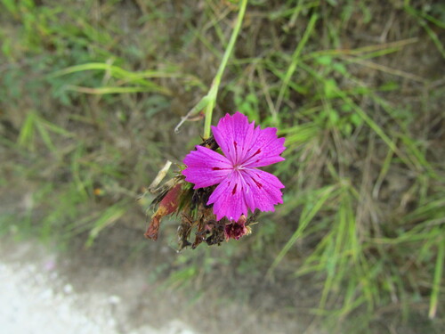Image of Dianthus balbisii by (c) Samuele Papeschi, some rights reserved (CC BY)