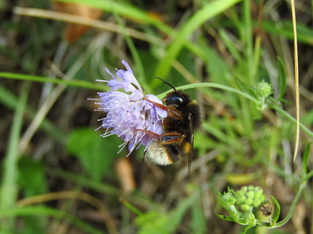 Buff-tailed Bumblebee