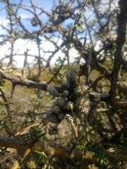 Tillandsia pedicellata