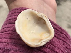 Irusella lamellifera