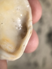 Irusella lamellifera