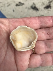 Irusella lamellifera