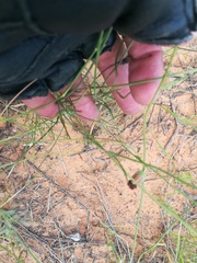 Thelesperma ambiguum