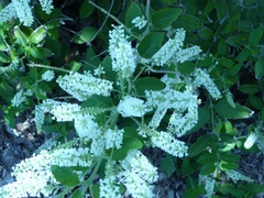 Aloysia