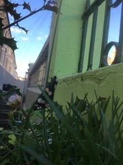 Callimorpha dominula