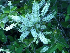 Aloysia
