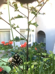 Callimorpha dominula