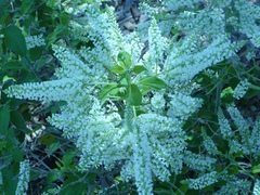 Aloysia