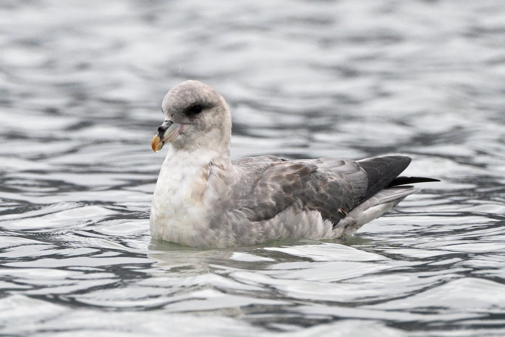 Northern fulmar floating on the sea in Svalbard