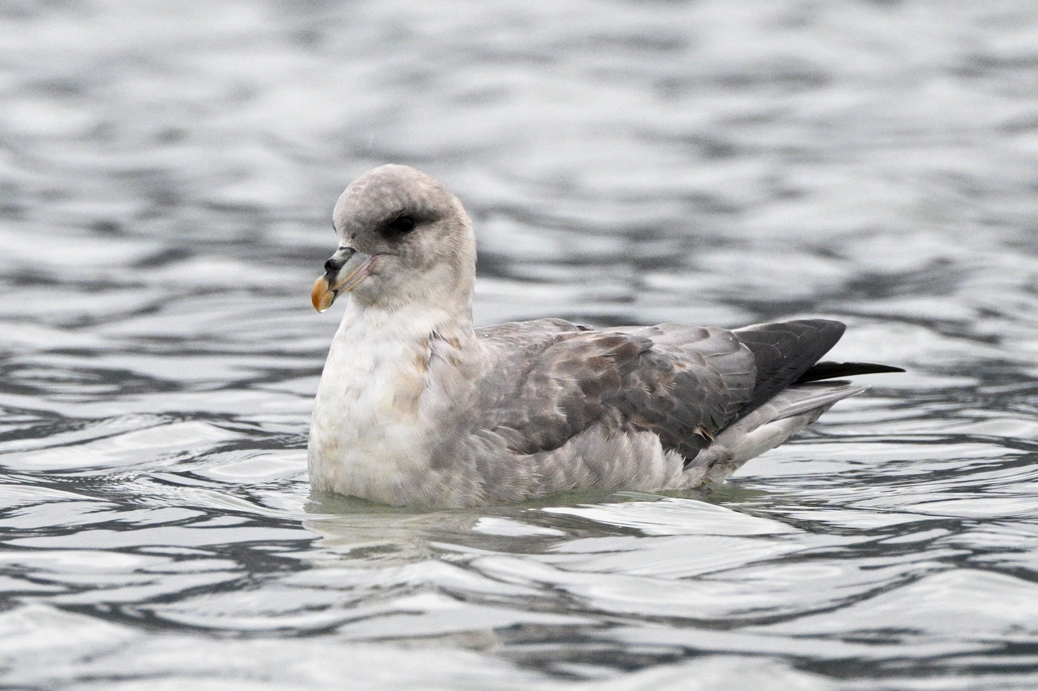 Northern Fulmar (Fulmarus glacialis)
