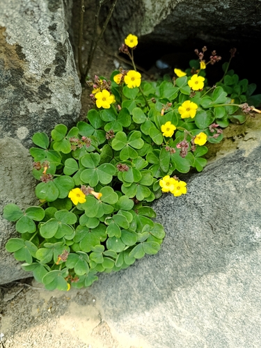 Oxalis megalorrhiza (Oxalis megalorrhiza)