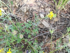 Dalea prostrata