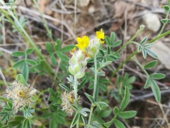Dalea prostrata
