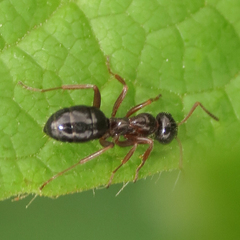 Formica neogagates