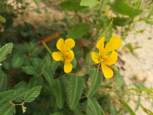 Chamaecrista flexuosa var. texana