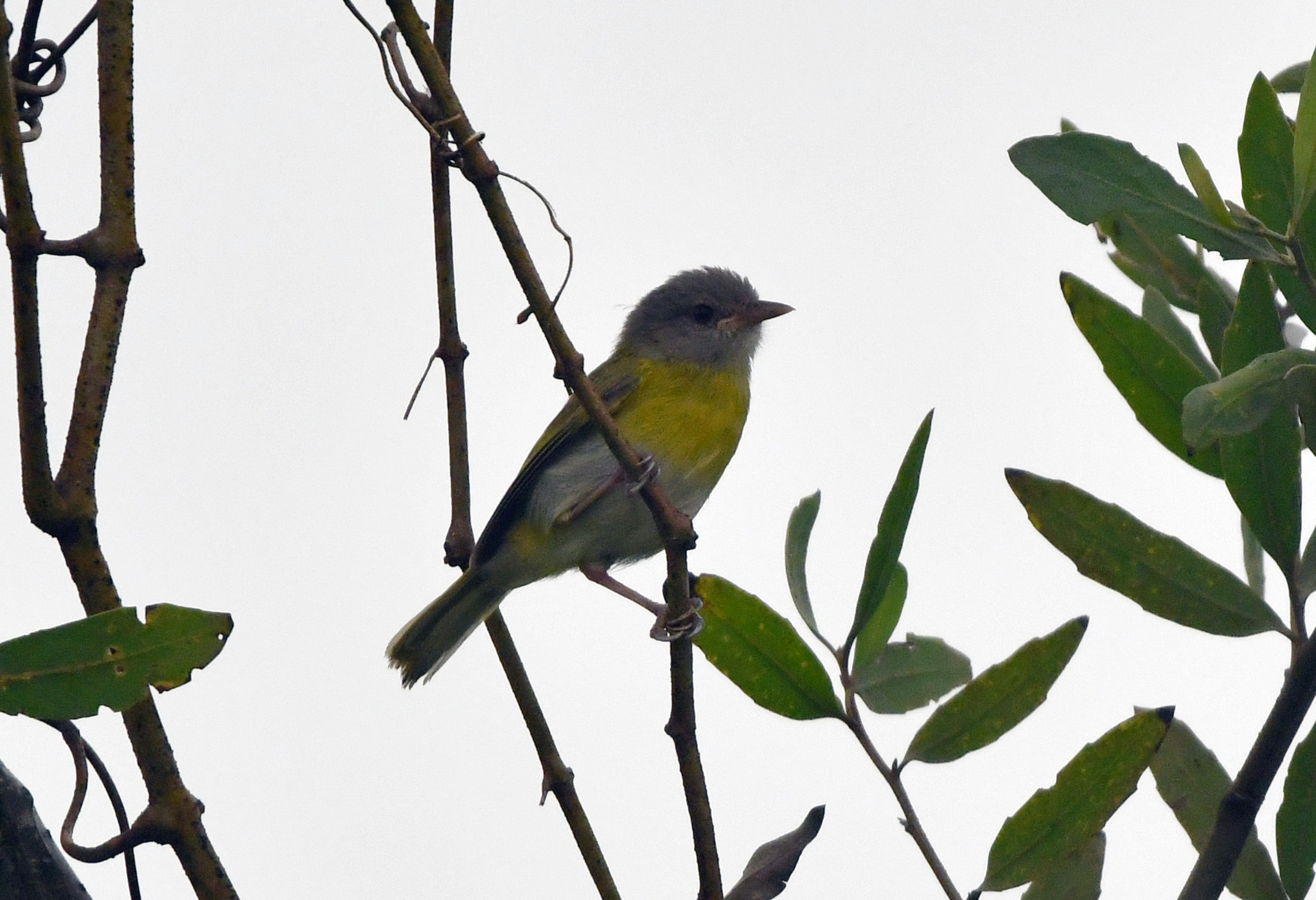 Ashy-headed Greenlet (Hylophilus pectoralis), photo 3