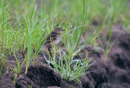 Yellowish Pipit (Anthus chii), photo 3