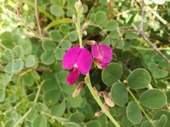 Tephrosia lindheimeri