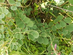 Tephrosia lindheimeri