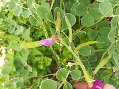 Tephrosia lindheimeri
