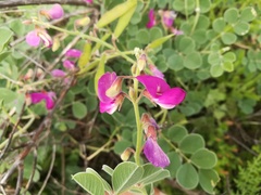 Tephrosia lindheimeri