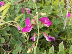 Tephrosia lindheimeri