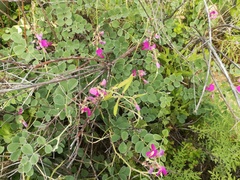 Tephrosia lindheimeri