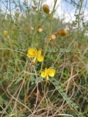 Erythrostemon caudatus