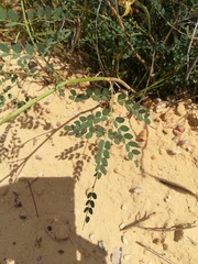 Erythrostemon caudatus