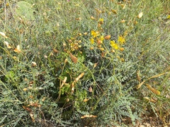 Erythrostemon caudatus