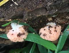 Tubifera microsperma