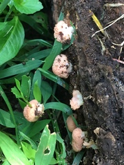 Tubifera microsperma