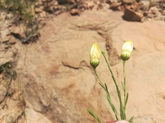 Xanthisma texanum texanum