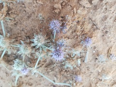 Eryngium diffusum