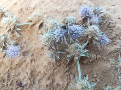 Eryngium diffusum