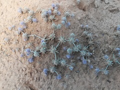 Eryngium diffusum