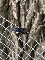 Cimbicidae