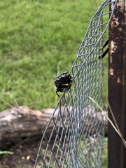 Cimbicidae